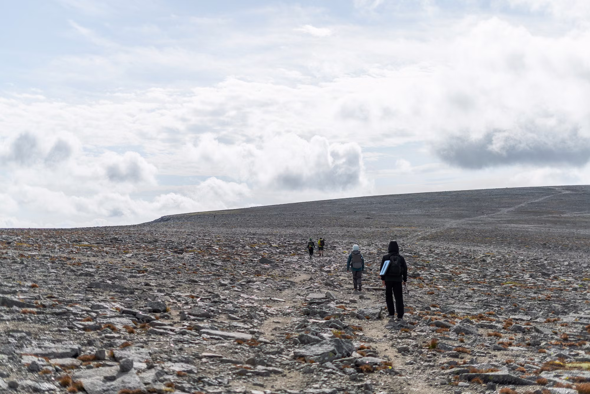 Exploring the World of Foraging: A Beginner’s Guide